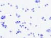 Filename=Insular_CA_D.jpg
Filesize=121KiB
Dimensions=850x640
Date added=Mar 20, 2010 Insular_CA_D.jpg