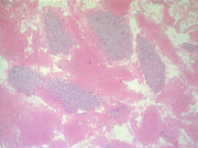 Fig 8