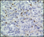 Fig 7d